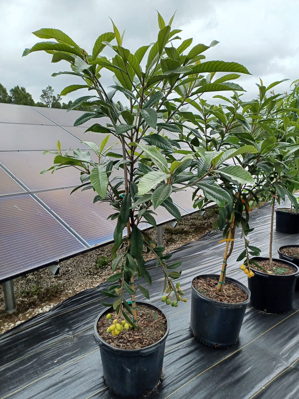 Thumbnail: Champagne Loquat (Eriobotrya japonica) / Japanese plum / Chinese plum