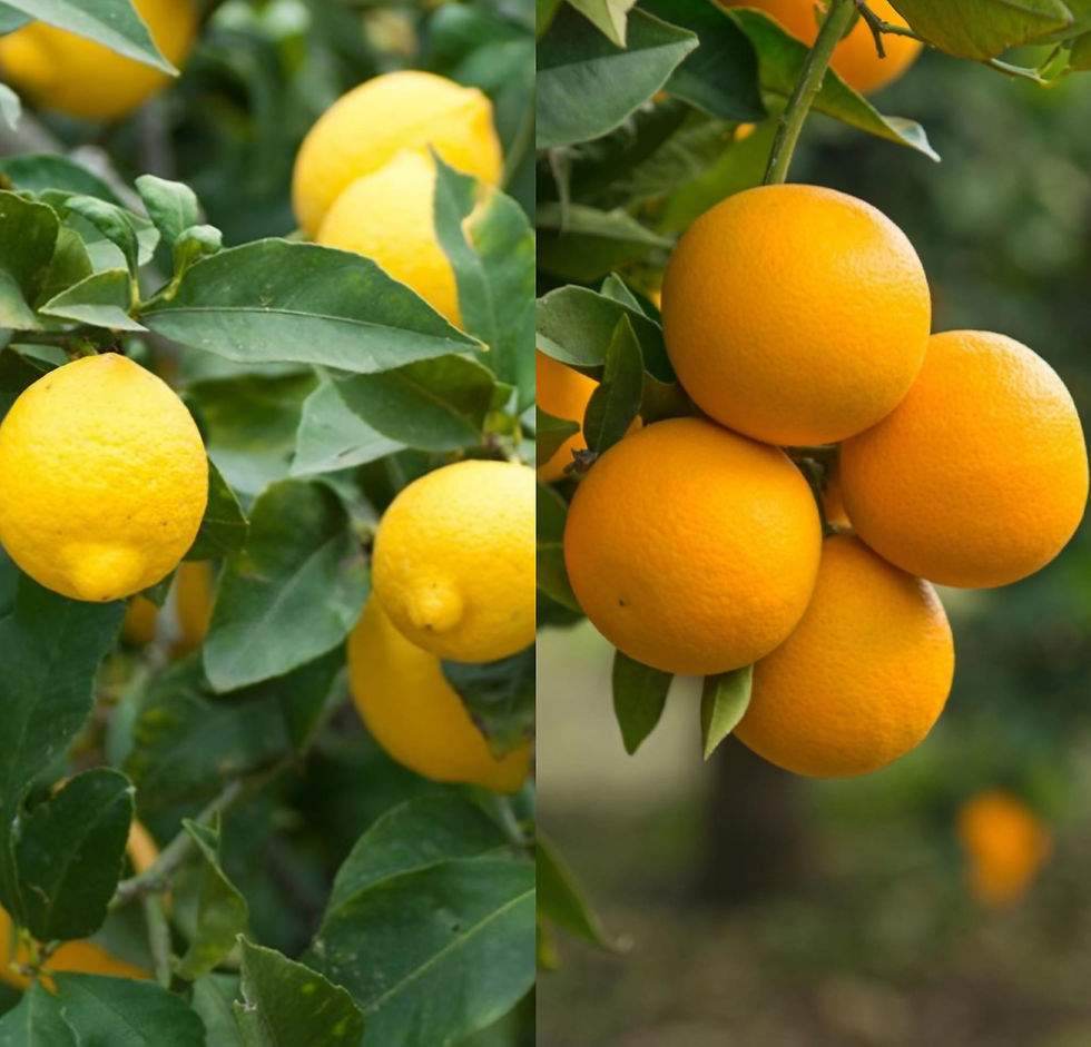 Lemon Trees for Sale