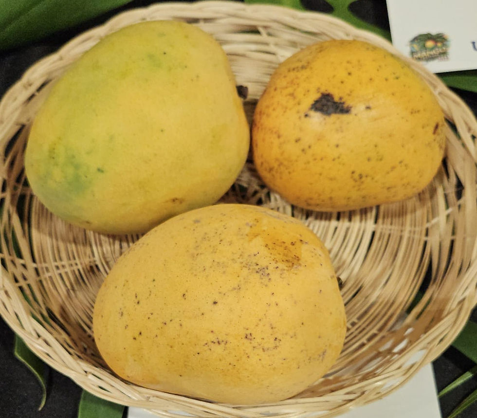 Sein Ta Lone Mango / Guava Mango