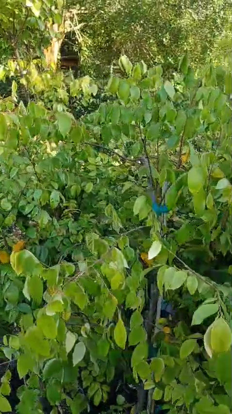 Thumbnail: Kari Carambola / Starfruit (Averrhoa carambola)