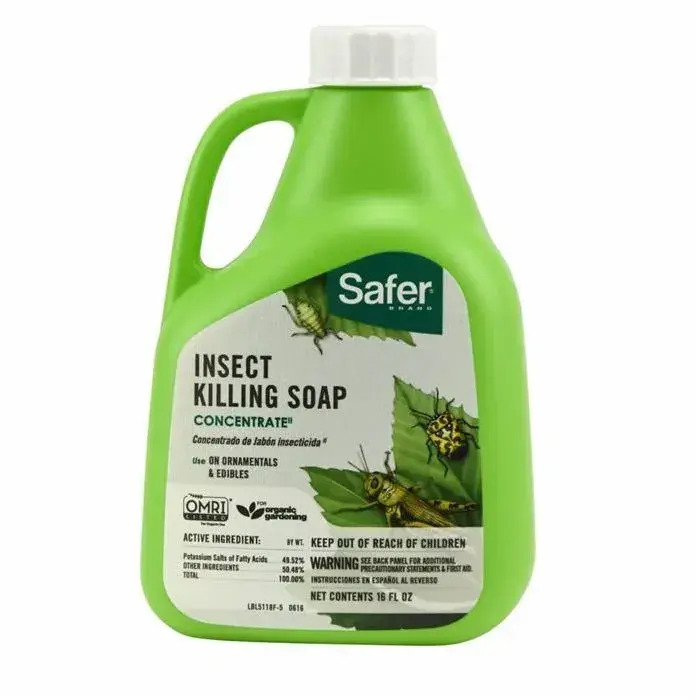 Insect Killing Soap - A Must for Citrus Trees (Safer)