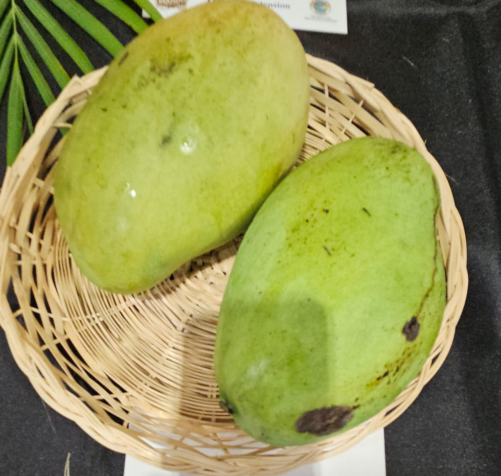 Madame Francis Mango