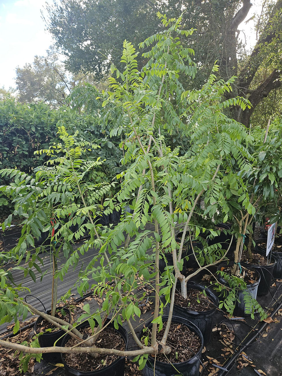 Yellow Hog Plum