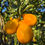 Miniatura: Centennial Variegated Kumquat