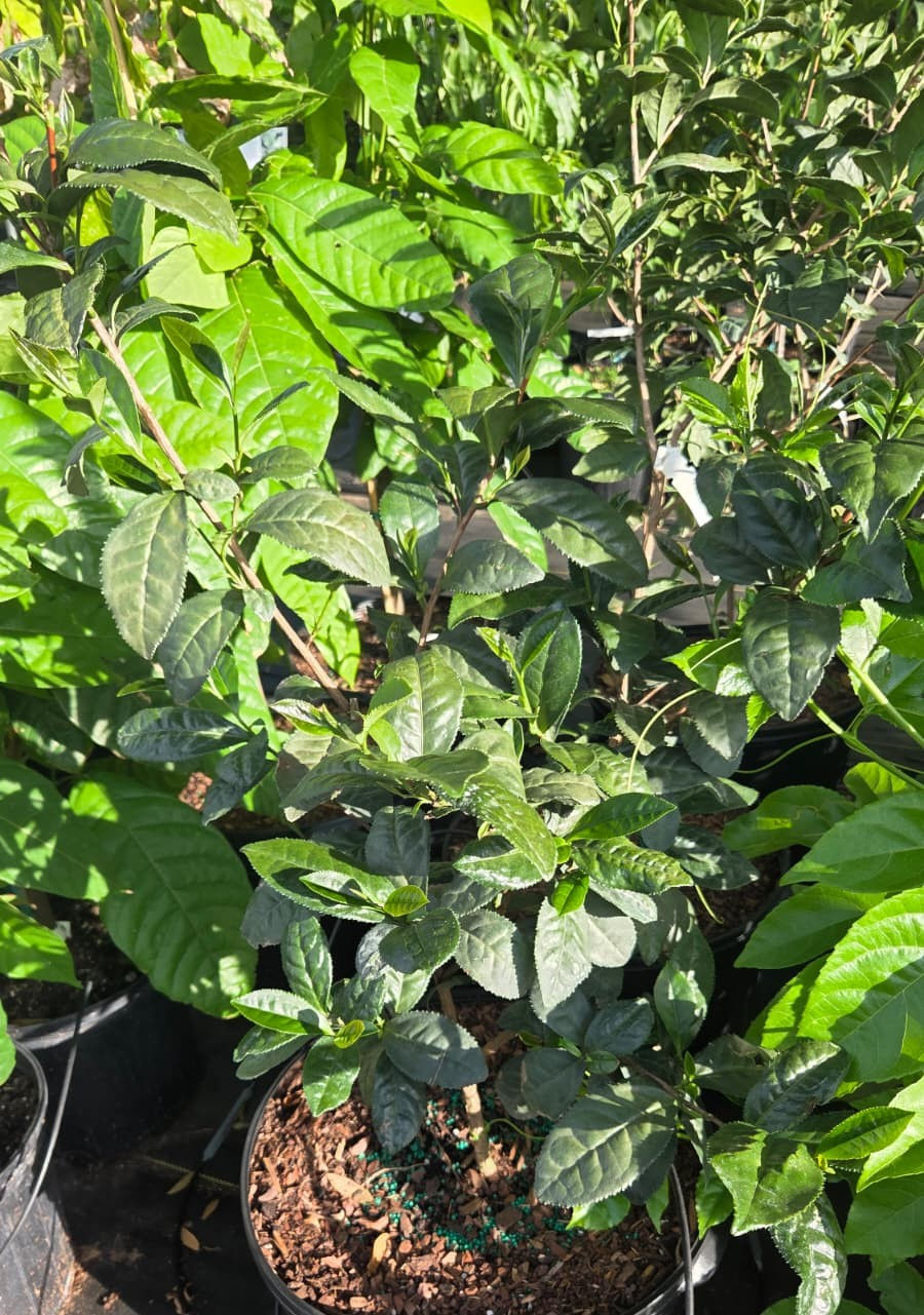 Miniatura: Large Leaf Tea (Camellia sinensis var. assamica)