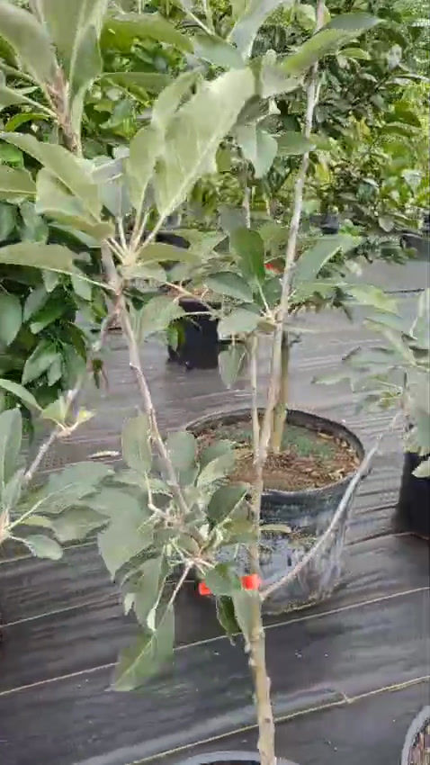 Thumbnail: Anna Apple