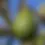 Thumbnail: Fuerte Avocado