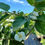 Thumbnail: Red Jamaican Cherry / Strawberry Tree / Cotton candy berry
