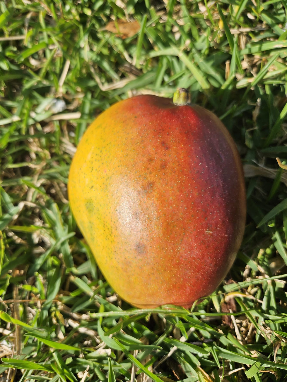Thumbnail: Tommy Atkins Mango
