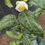 Thumbnail: Small Leaf Tea Plant (Camellia sinensis var. sinensis)