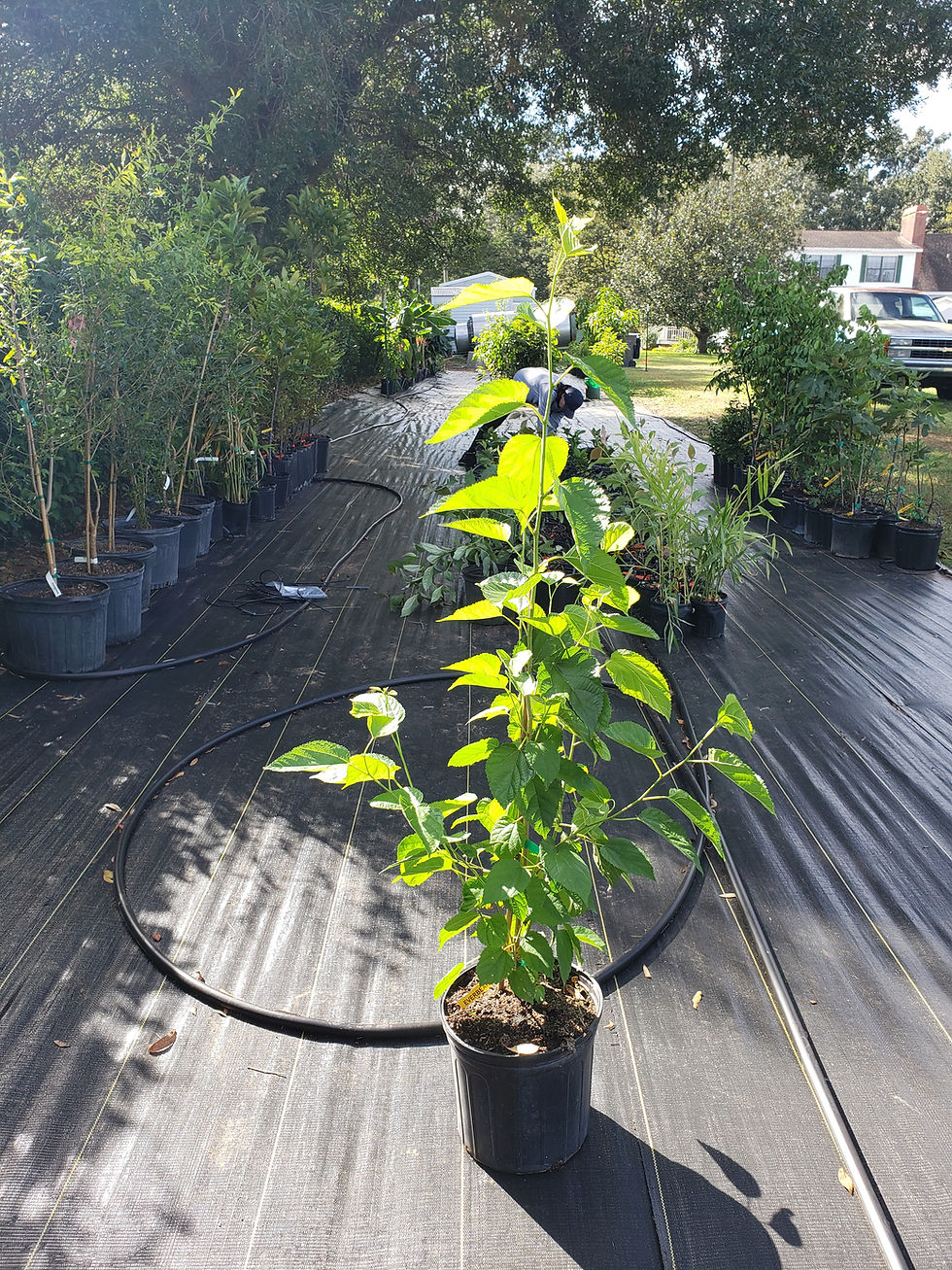 Miniatura: Morera eterna