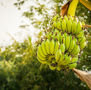 banana trees for sale