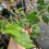 Thumbnail: Everbearing Mulberry