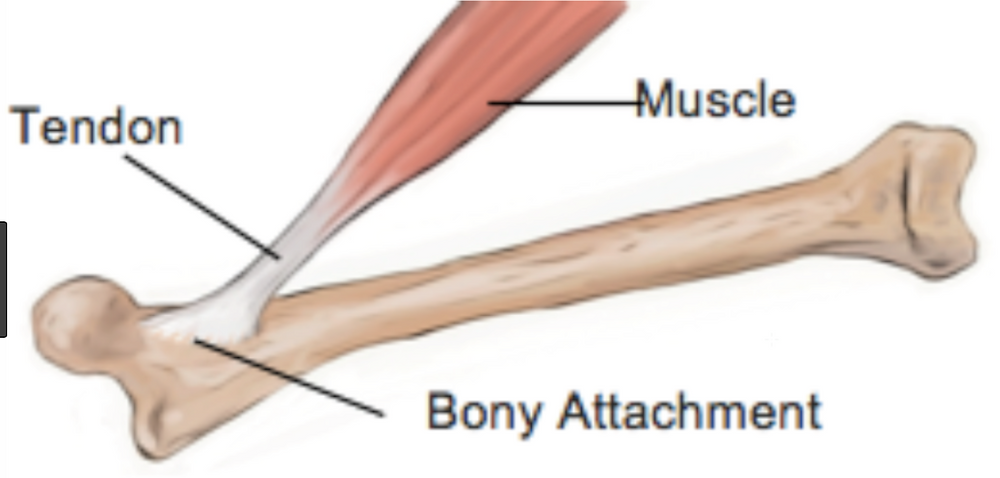 Showing how the Tendon attaches the muscle to a bone