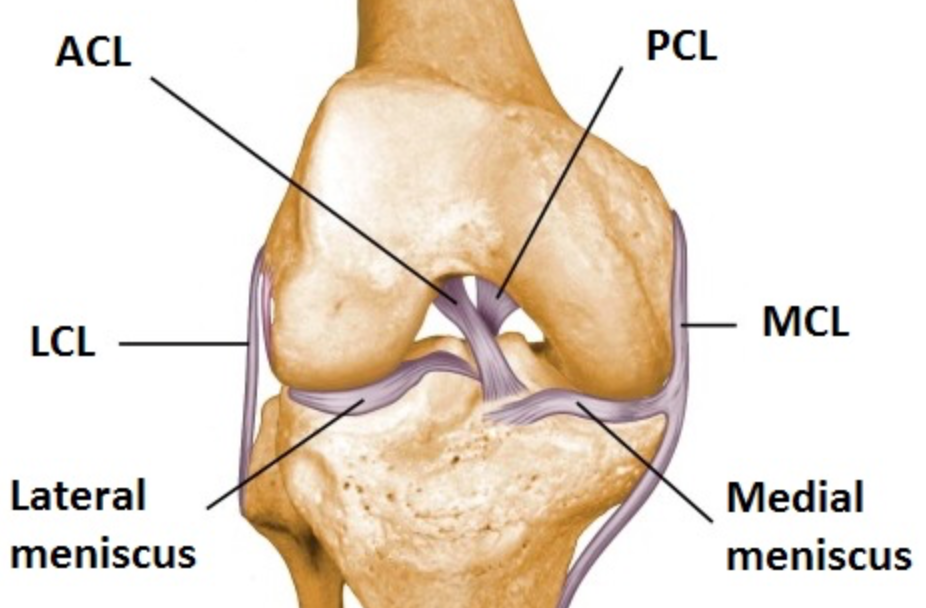 Showing How ligaments connect Bones to other Bones
