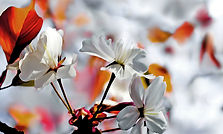 tree flowers