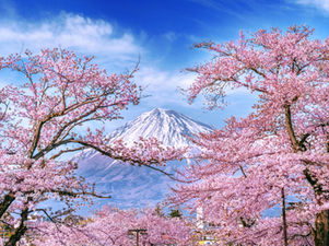 【2026 Official Forecast】Tokyo Sakura is Arriving Early! Here is Your Survival Guide