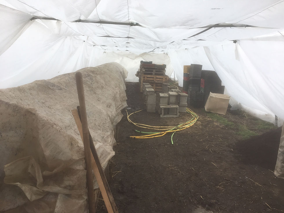 Melegágyás baloldalt a fólia alatt / Hotbed under polytunnel on the left