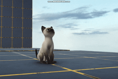 cat sit.gif