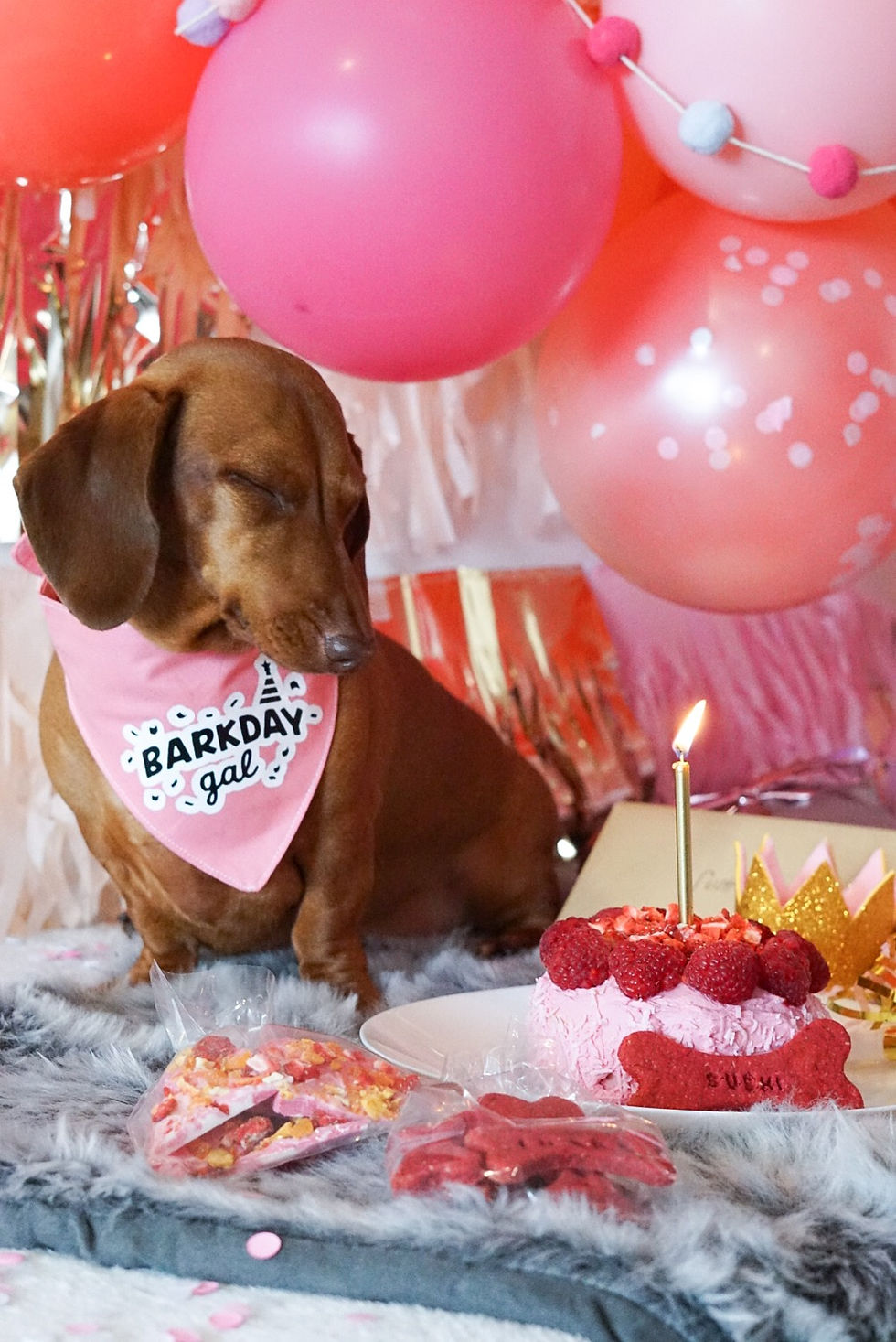 Cute dachshund celebrating her first barkday with Chews and Party
