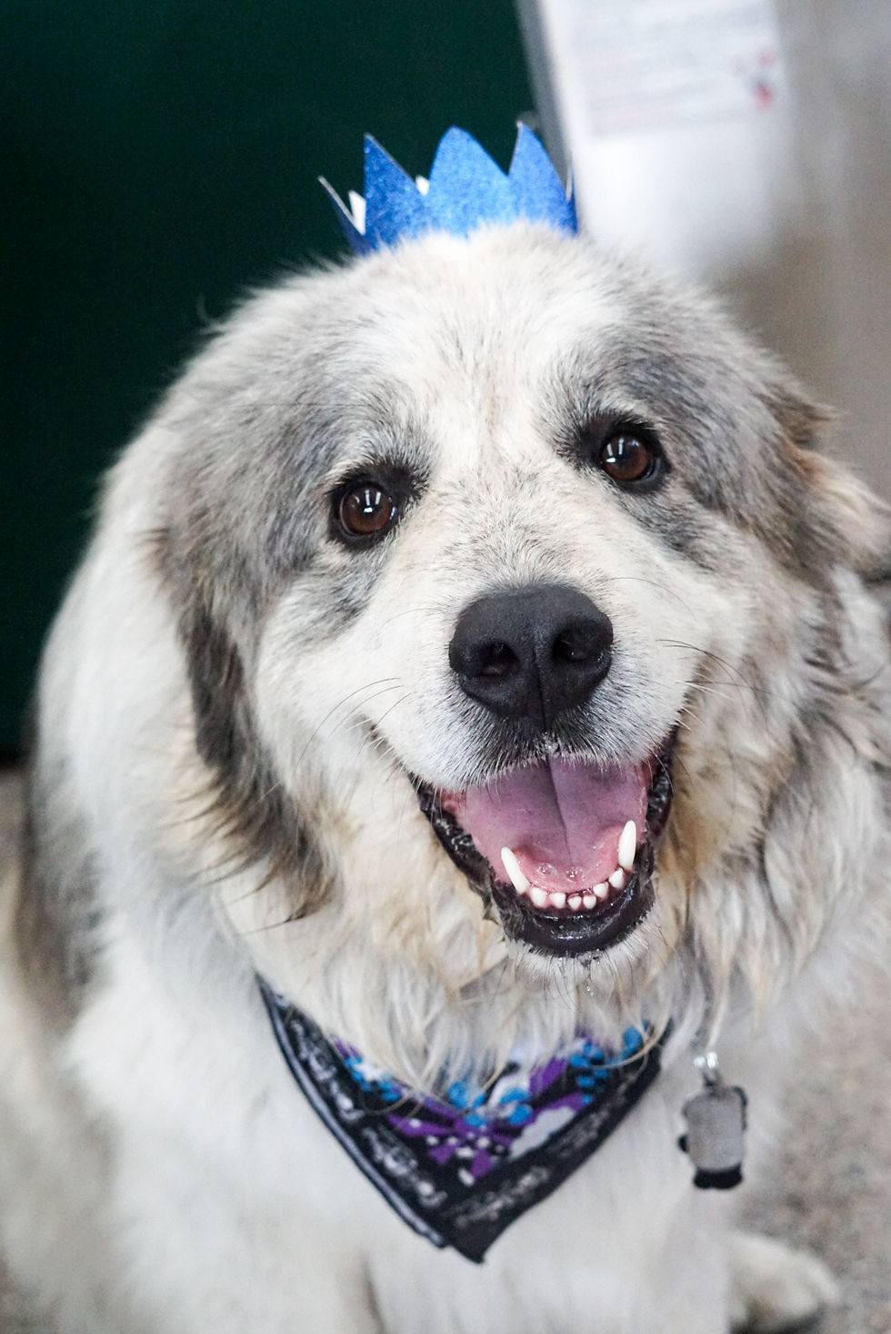 Thumbnail: Dog Party Crowns