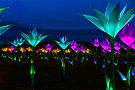 1_lily_field_finland_jig_cochrane.jpg