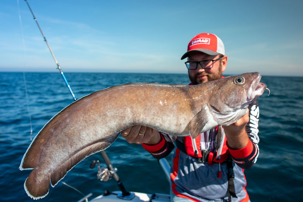 Brosme, beste matfisken jeg vet om. For å treffe på brosme i denne størrelsen må du ut av Oslofjorden og langt til havs.