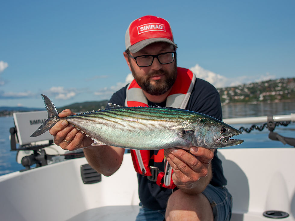 Enten det er klimaendringer eller tilfeldig. Bonitoen, eller stripet pelamide, har av og til forvillet seg inn i Oslofjorden siste 10-20 år. Dette er ikke en stedegen art men er et eksempel på at pelagiske arter som dette virker å være mindre preget av miljøtilstanden.
