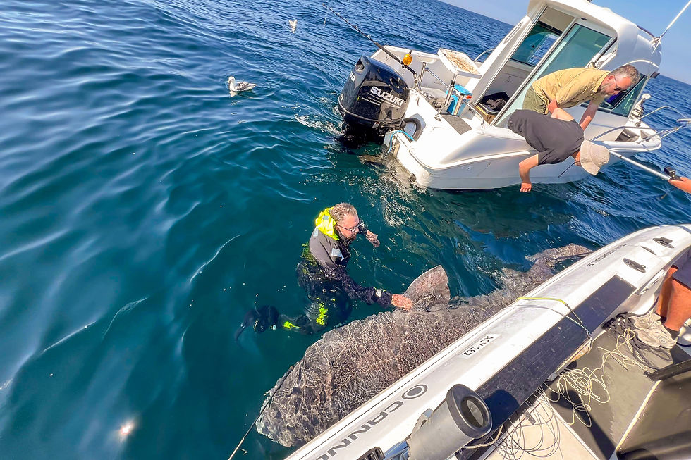 En håkjerring på over 3,5 meter er landet med sportsfiskeutstyr langt ute i Norskerenna i Skagerrak. Havforskningsinstituttet tar prøver og merker fisken for å lære mer om den. Fisken har ikke svømmeblære og kan svømme uskadet tilbake til dypet.