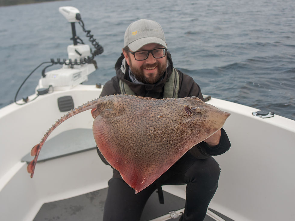 Piggskatene finnes fortsatt i Oslofjorden, men er dessverre en art som ofte havner i trålen. Skal du fiske etter disse er sjansen størst i områder som ikke bunntråles. Denne piggskaten er forøvrig fisket i et sted i Oslofjorden som ikke er en del av nullfiskeområdene.