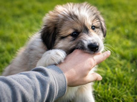 How to Stop Puppy Biting: Nipping and Chewing Solutions That Work