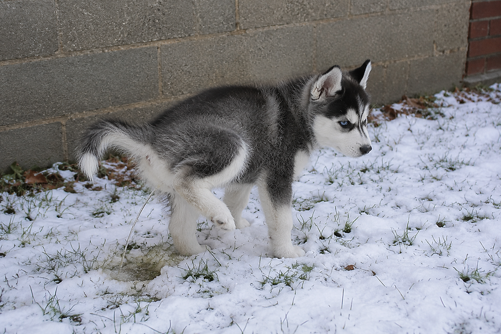 puppy potty training outside