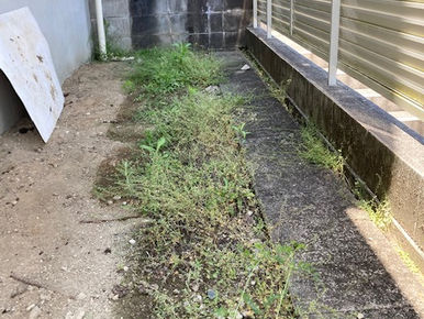 ◇　除　草　作　業　