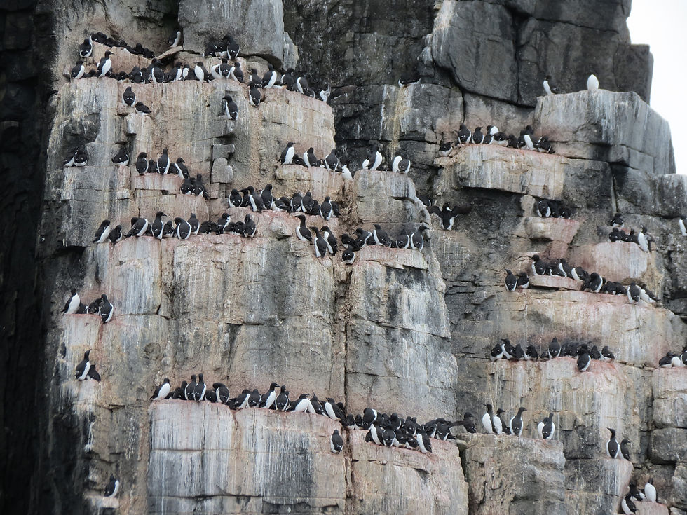 Birdcliffs on an expedition cruise in Svalbard (Spitsbergen) with Aurora Expeditions