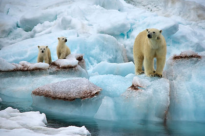 The Svalbard archipelago, of which Spitsbergen is the main island is arguably the best place in the world to see Polar Bear in the wild. In addition this cruise will give you a sense of travelling to your farthest north and show you whaling stations, marvelous scenery of mountains and glaciers, and other wildlife, including whales, reindeer, Arctic foxes, walruses and seals.