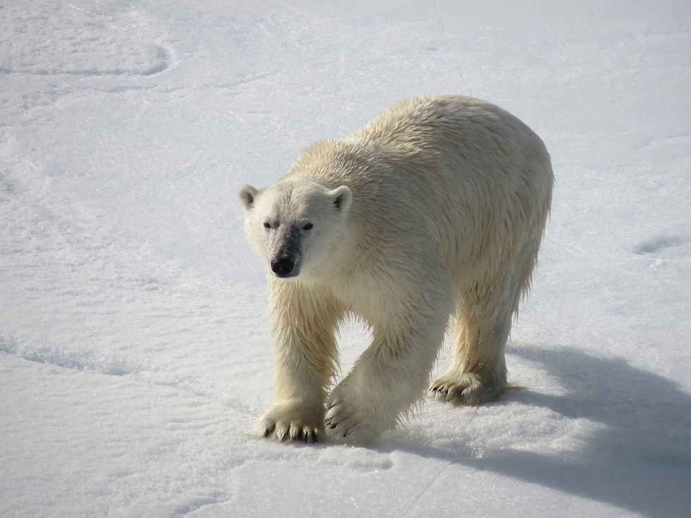 polar bear on an expedition cruise in Svalbard (Spitsbergen) with Aurora Expeditions