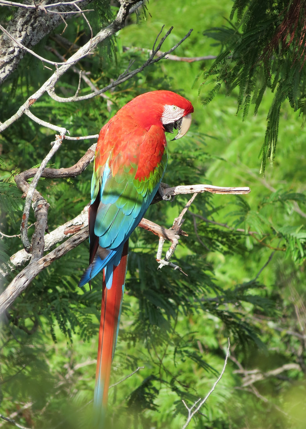 macaw in bonito, brazil