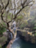 Giant heather and a waterfall in Madeira