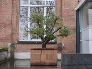 Olijfboom ter nagedachtenis aan Luc