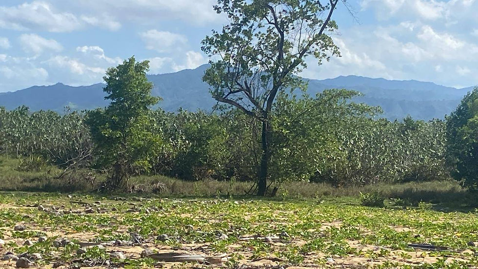 Thumbnail: Oceanfront Land for Sale in El Limón, Miches