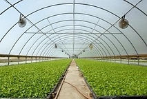 Afetten Etkilenen Kırsal Alanlarda Küçük Ölçekli Tarımsal Üretimler ile İklime Dayanıklı Modern Sera Projesi