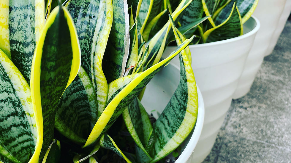 観葉植物
