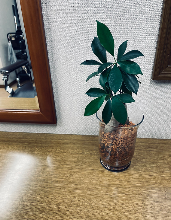 観葉植物