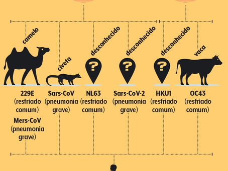 Interfaces à transmissão e spillover do coronavírus entre florestas e cidades, Parte 2.