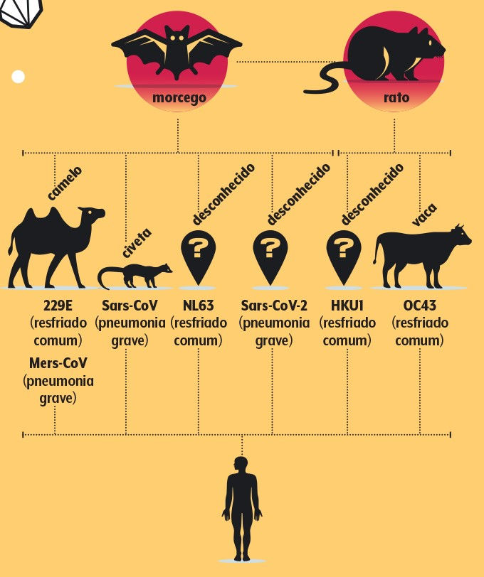 Interfaces à transmissão e spillover do coronavírus entre florestas e cidades, Parte 2.