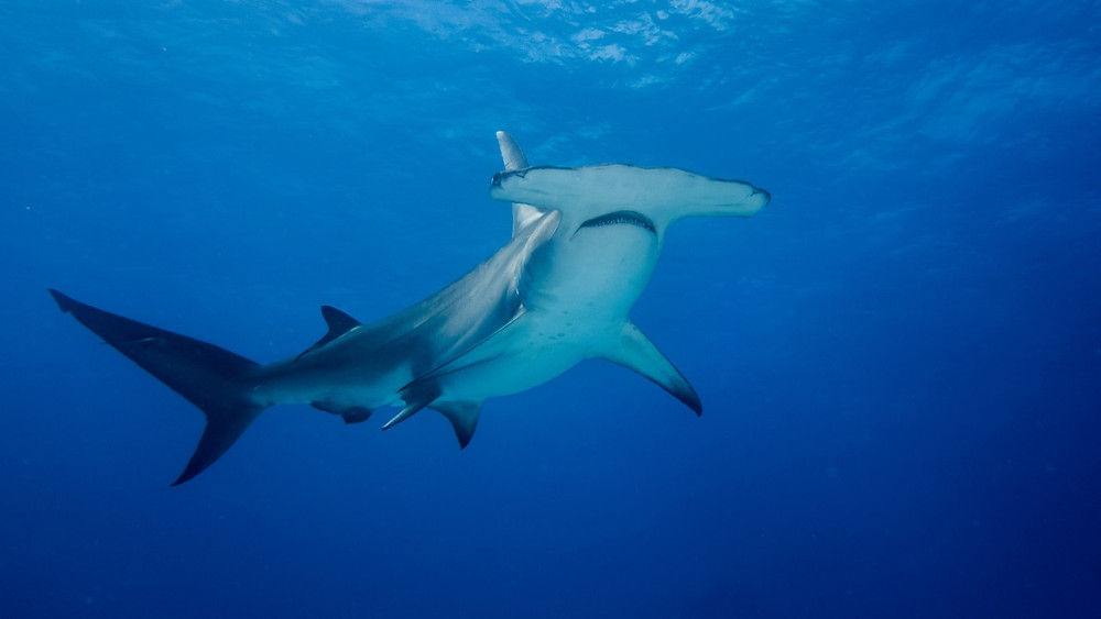 Le requin-marteau est un animal classé en danger sur la liste rouge de l'IUCN.