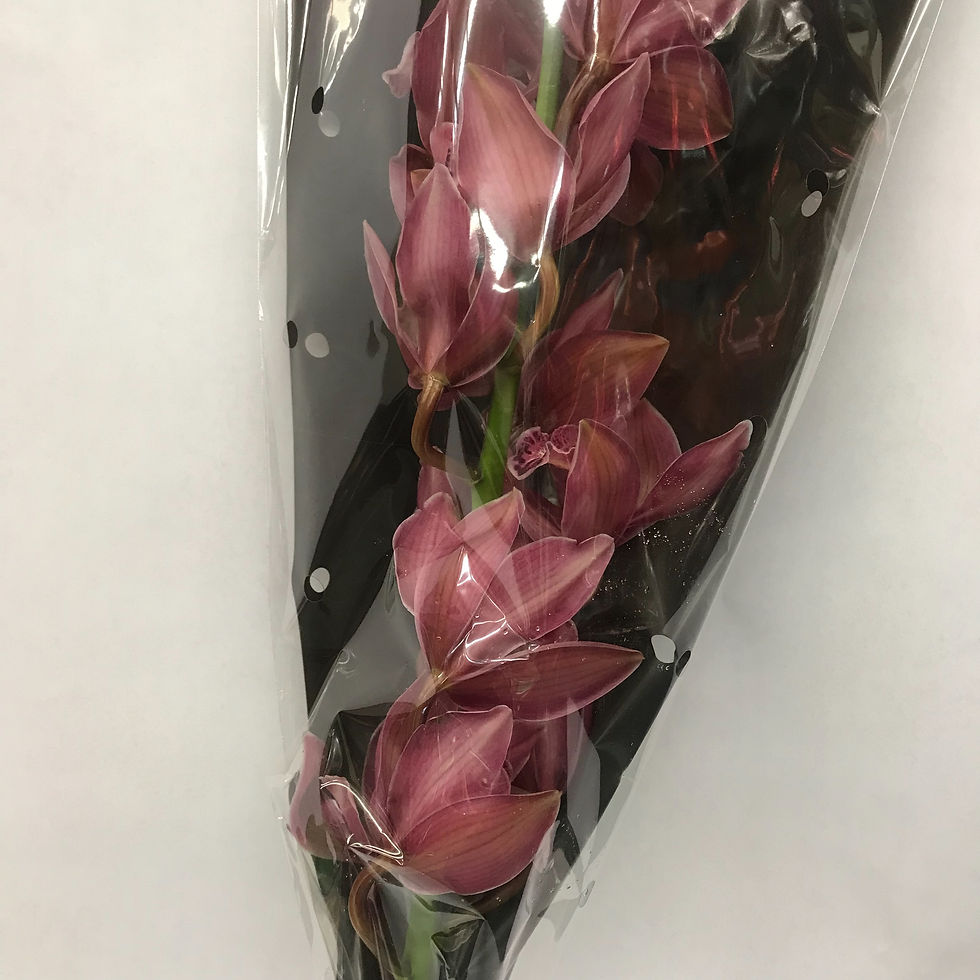Thumbnail: Cymbidium Orchid