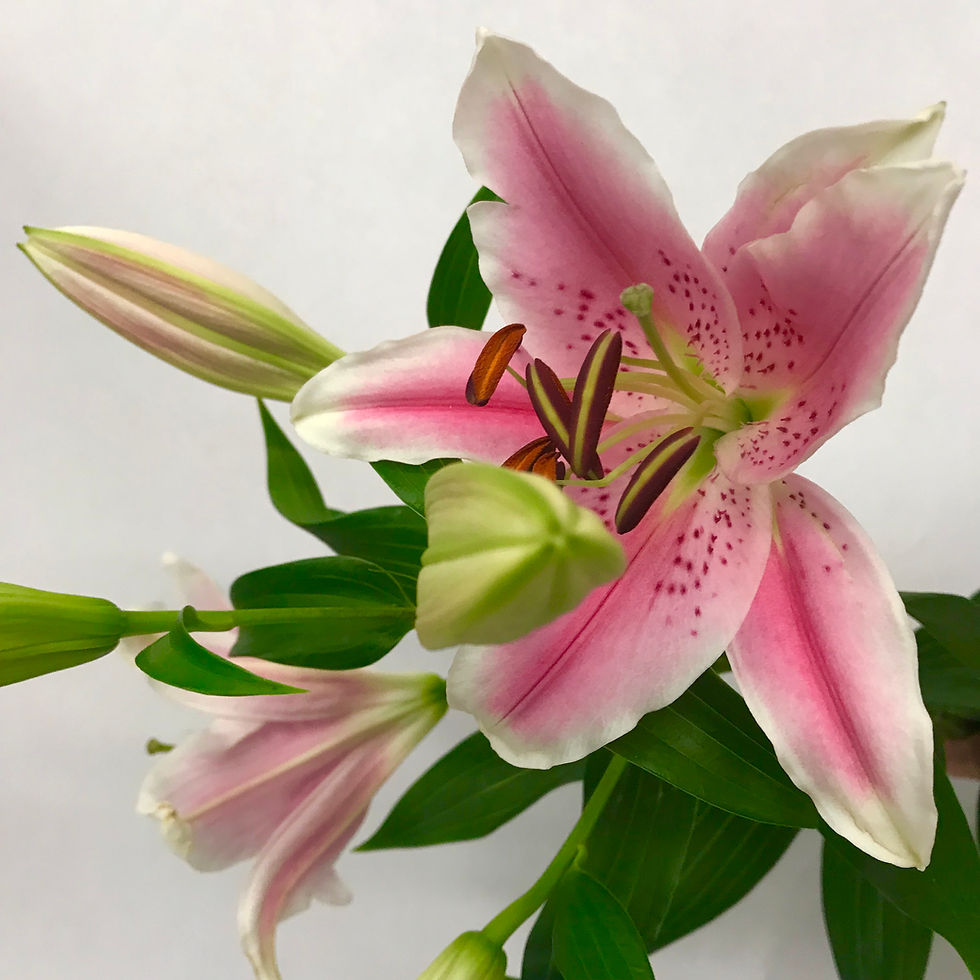 Thumbnail: Holland Lily
