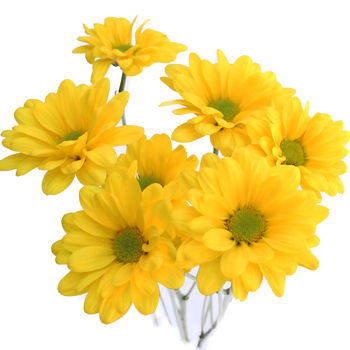 Thumbnail: Cidium Pom Pom / Assorted