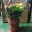 Thumbnail: Calanchoe
